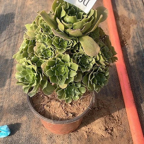 85路羊绒多肉法师