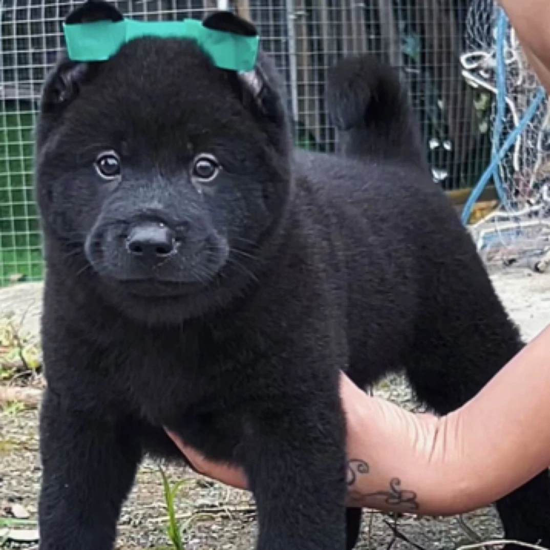 田园五黑土松白面四眼铁包金