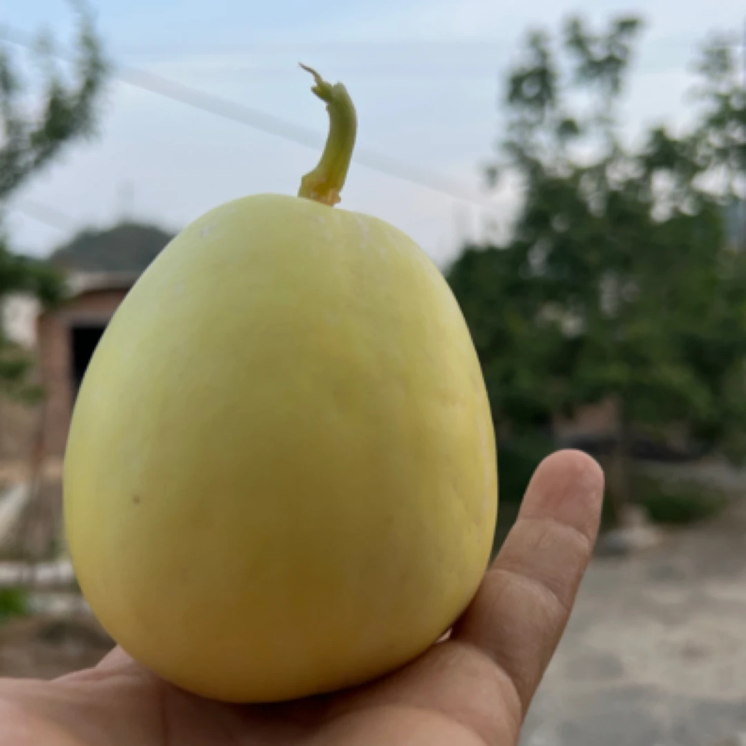 〖陕北少安哥〗甜瓜，小瓜，香瓜