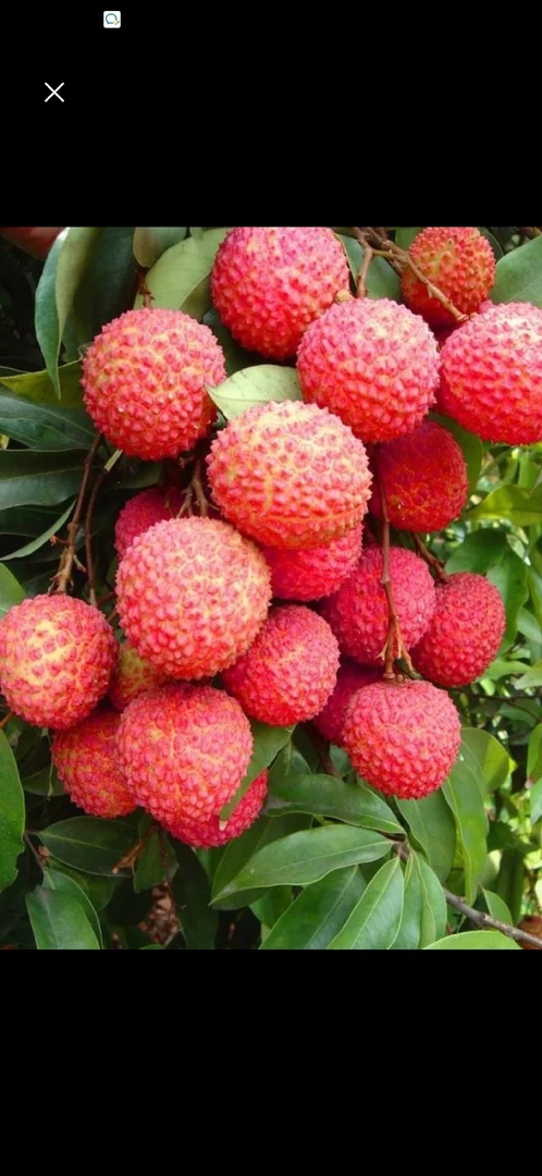 高州荔枝白糖罂当季品种、纯甜无渣皮薄肉厚、核小