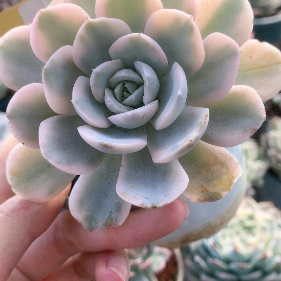 130鲁士锦锦锦锦锦锦