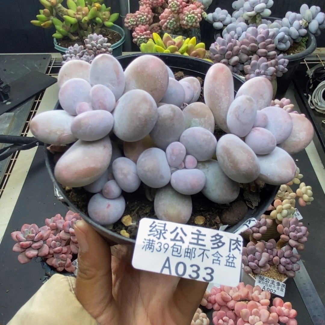 033芭比奶多肉8cm