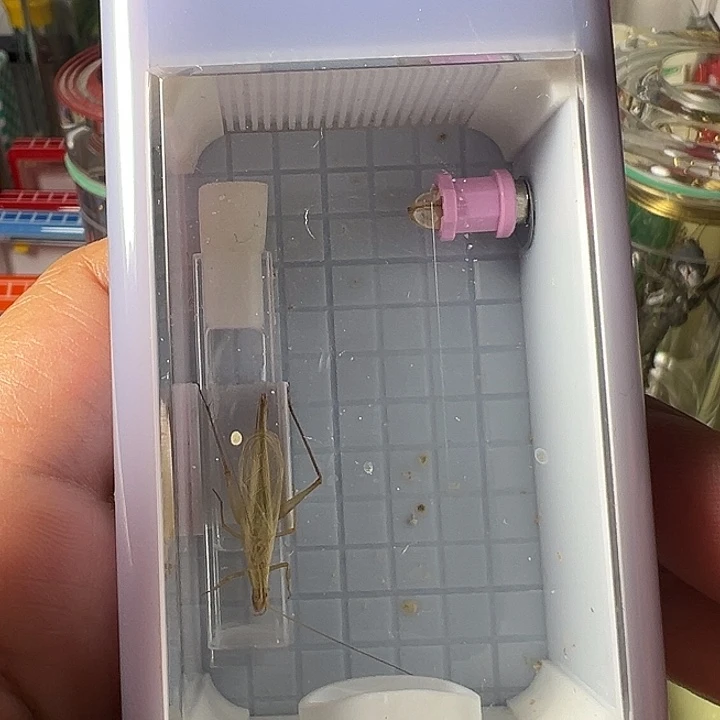 蟋蟀柬埔寨套装哈哈哈哈哈哈哈哈哈