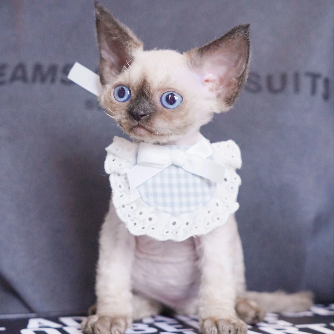 嘟嘟弟弟  德文卷毛猫