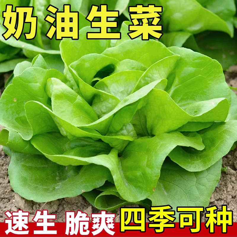 【满5包包邮】四季奶油生菜种子可生吃阳台盆栽夏季耐热蔬菜种籽