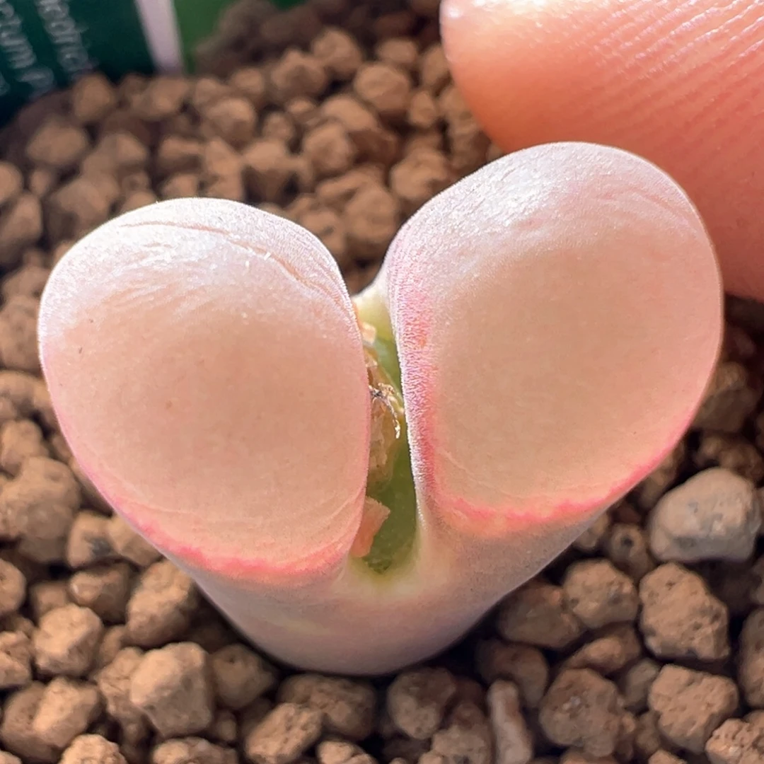 A201.  青蛙种源优选三年鲑鱼粉1.6尺寸。 九折福利。