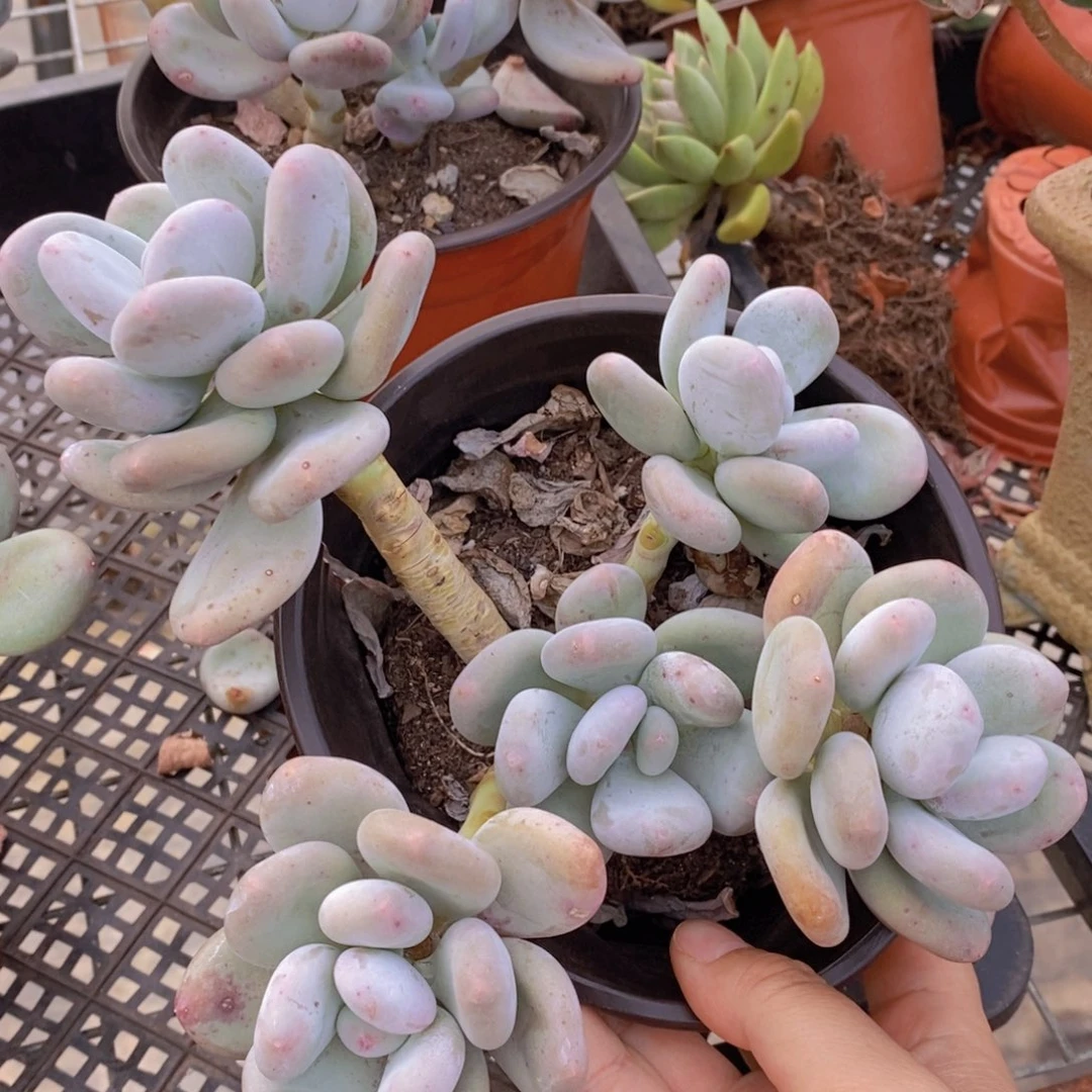 奶酪三头起发老桩