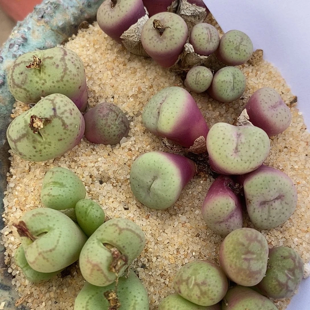 24102一组肉锥组合