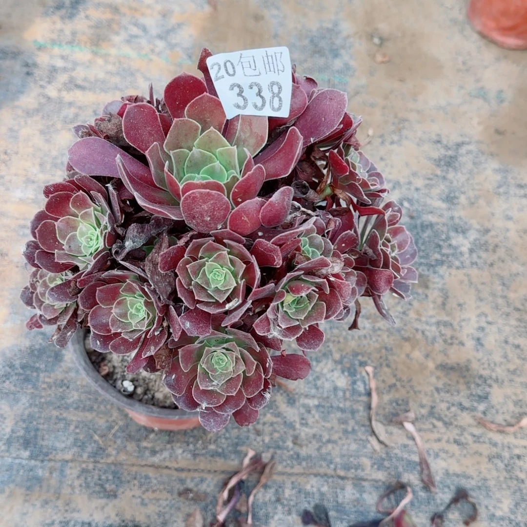 梅花博迪多肉338满20包邮断枝不包