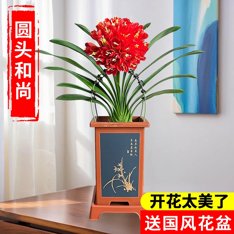 【圆头和尚 5年精品君子兰】高档室内花卉兰花盆栽当年开花四季常青