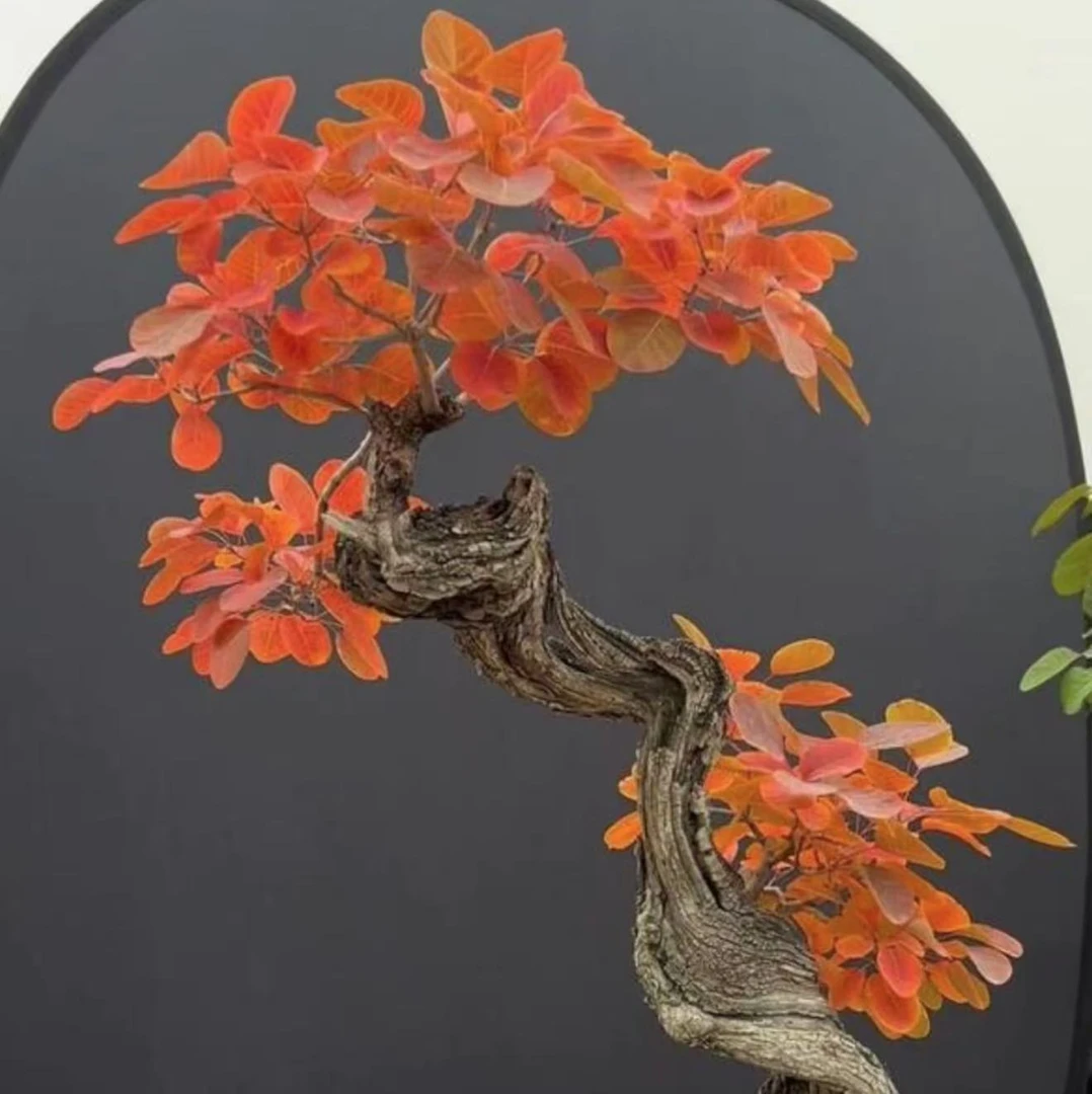 黄栌红叶盆景素材不包邮私拍不发货