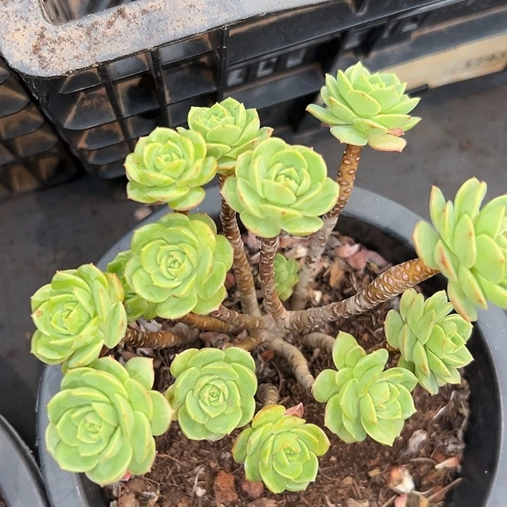 无花朵蔷薇玫瑰老桩。