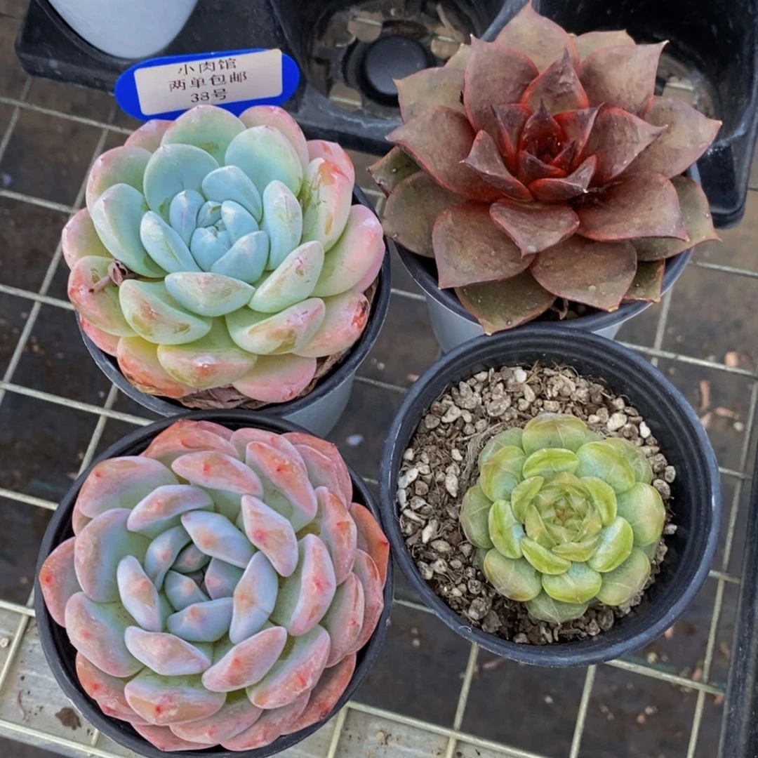 38-下播福利精品母本美肉四个