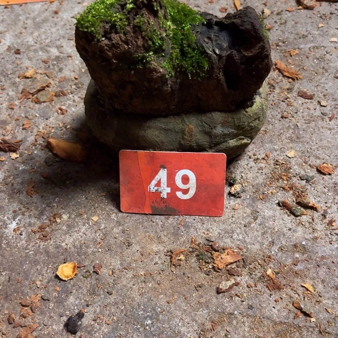 一***求荔枝木荔枝木毛料加工随型香炉摆件198