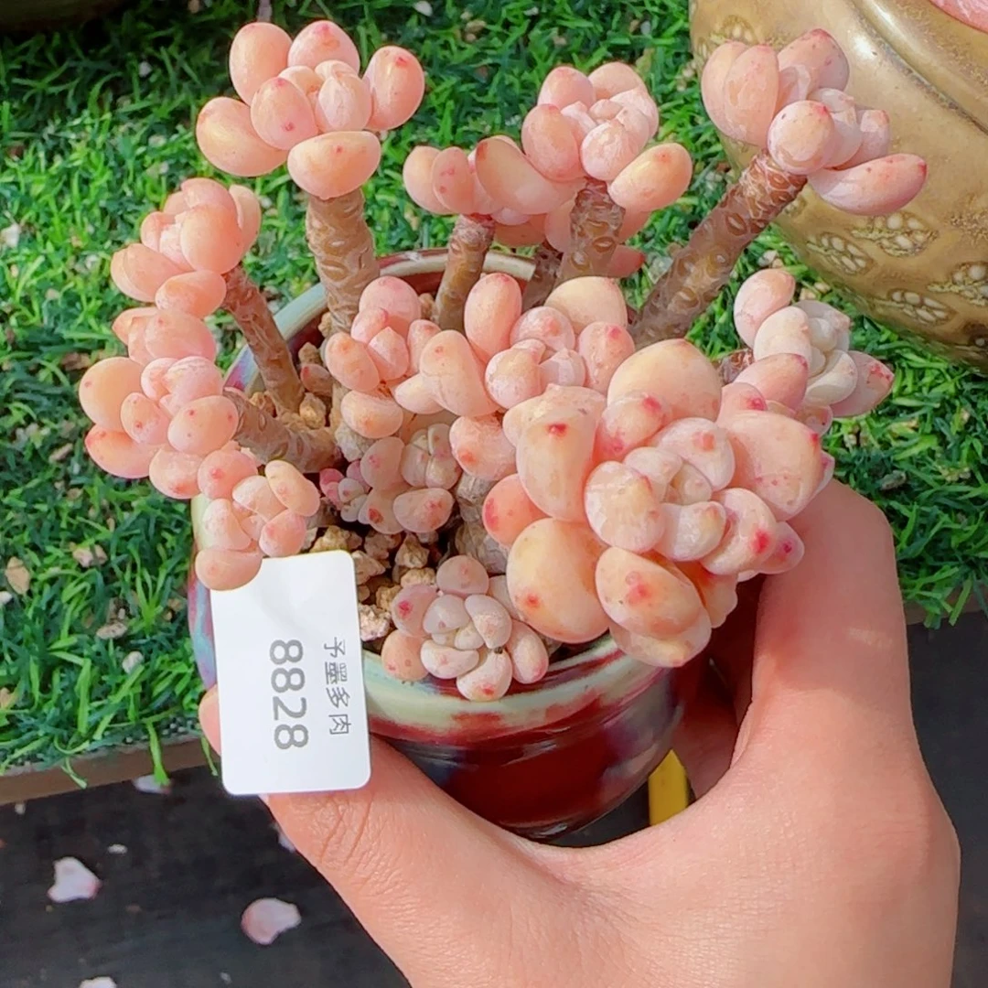 罗琦，8828多肉植物