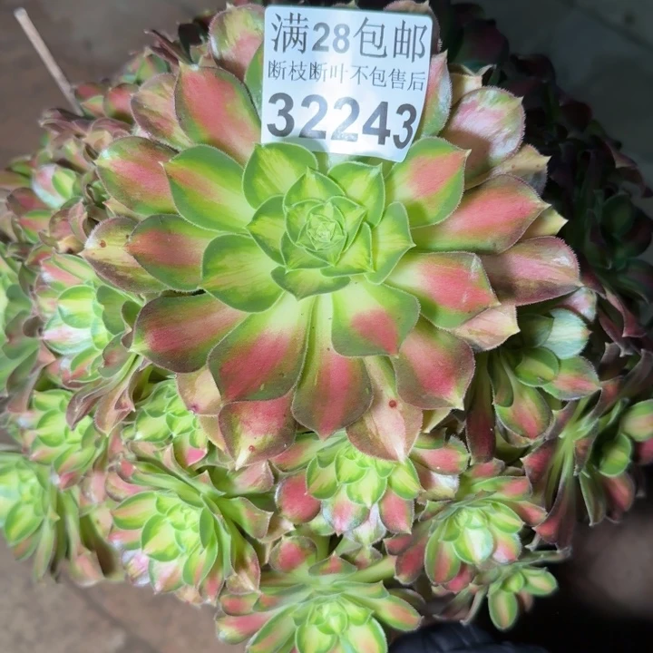 32243韶华多肉植物