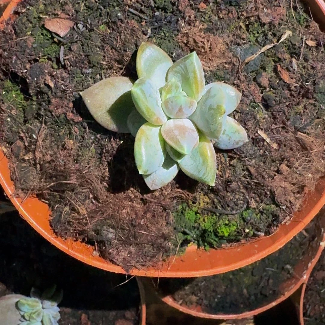 邀月 叶插 一物一拍