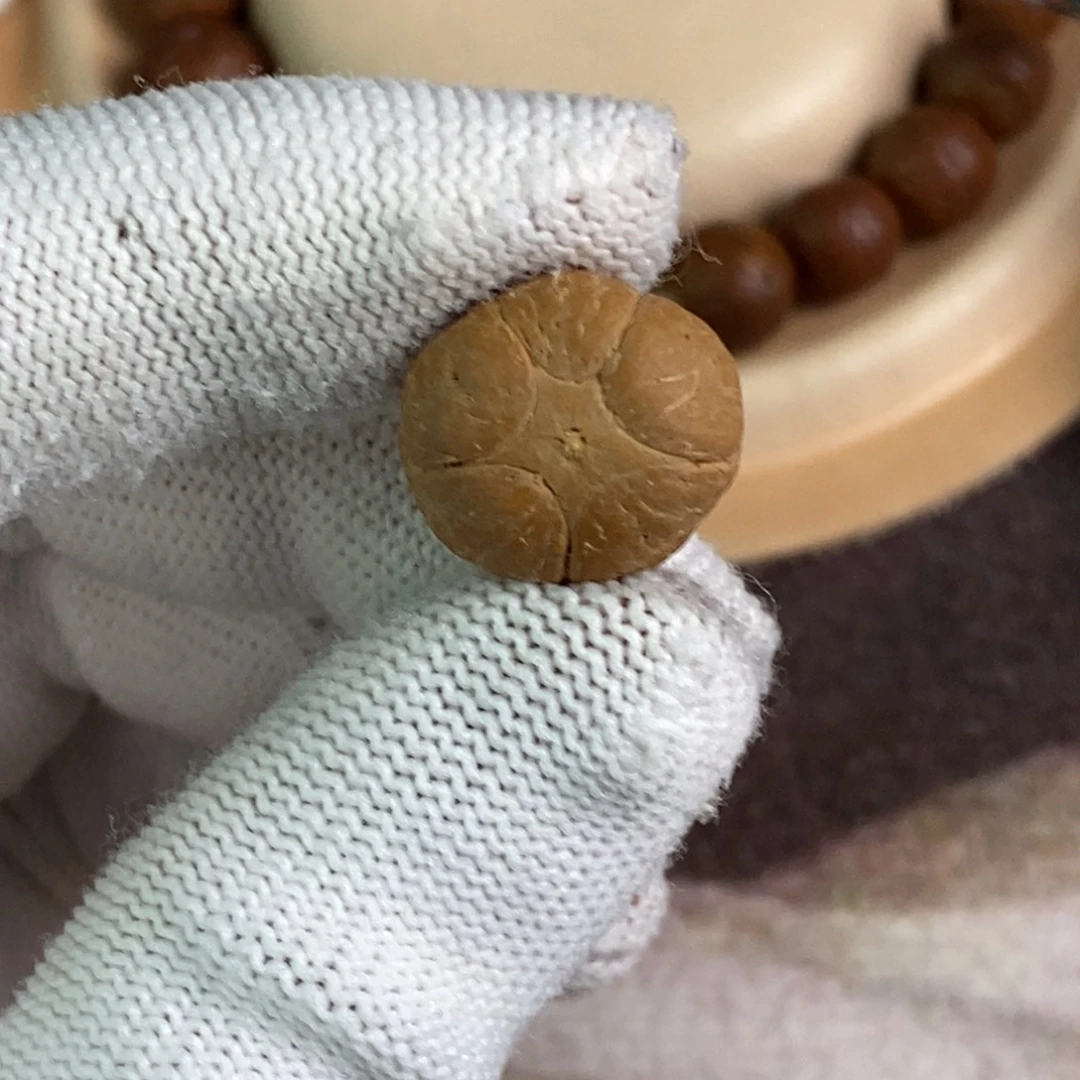 吊坠凤眼菩提16.6五星单颗