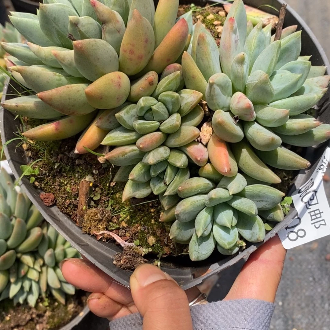 夏悦多肉0801-8红蛋