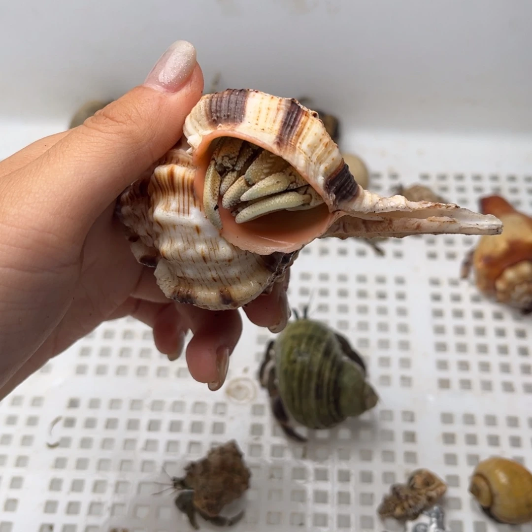 海螺壳竞拍 一手加一元