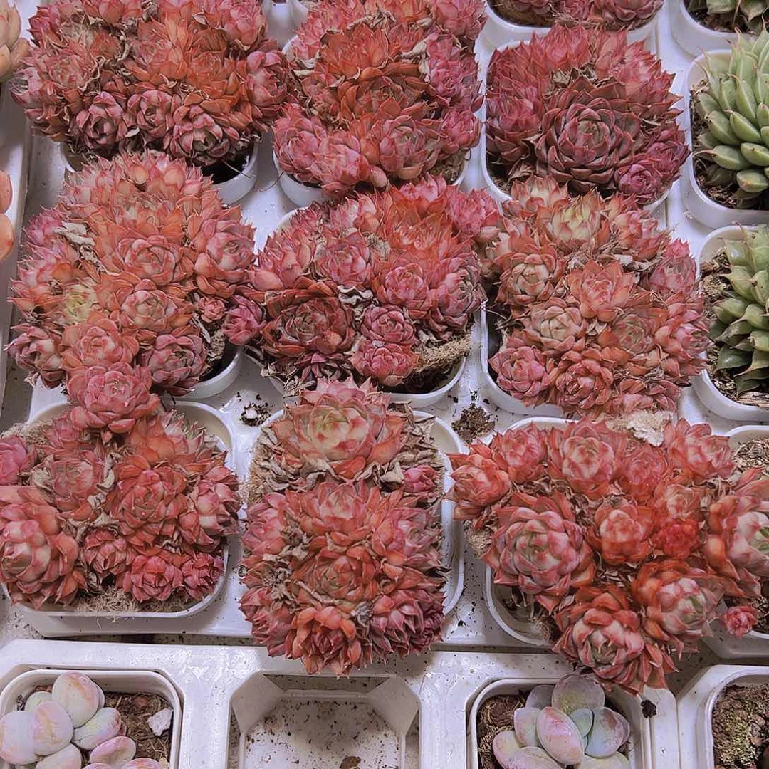 粉特大群生19包邮多肉