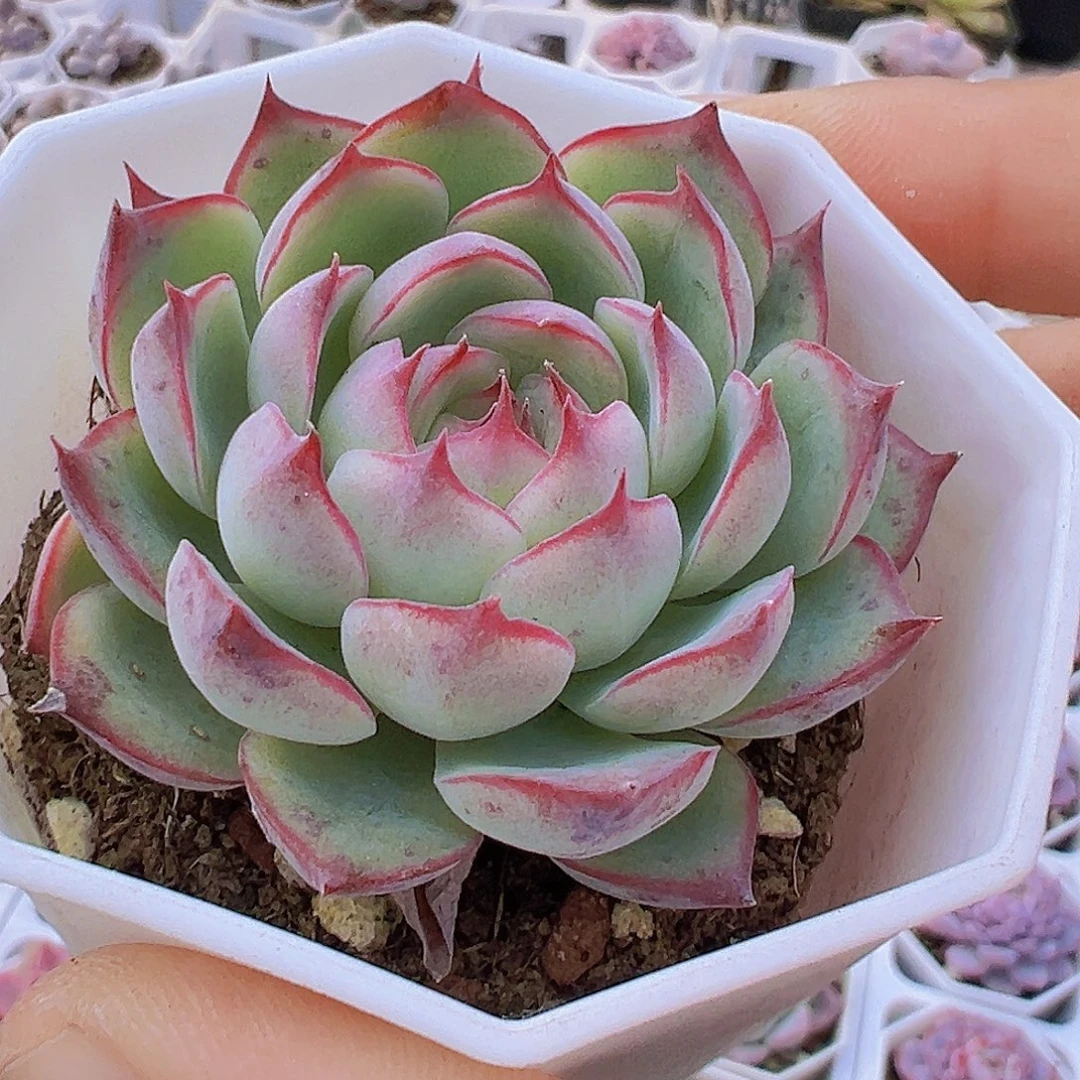 勾魂仙子19包邮多肉