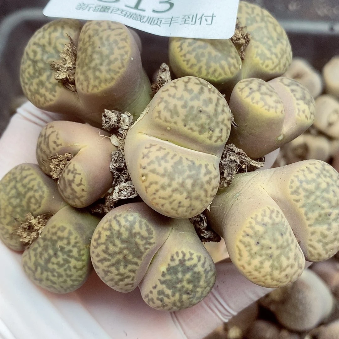 我要看电影啦嘻嘻看到这些313