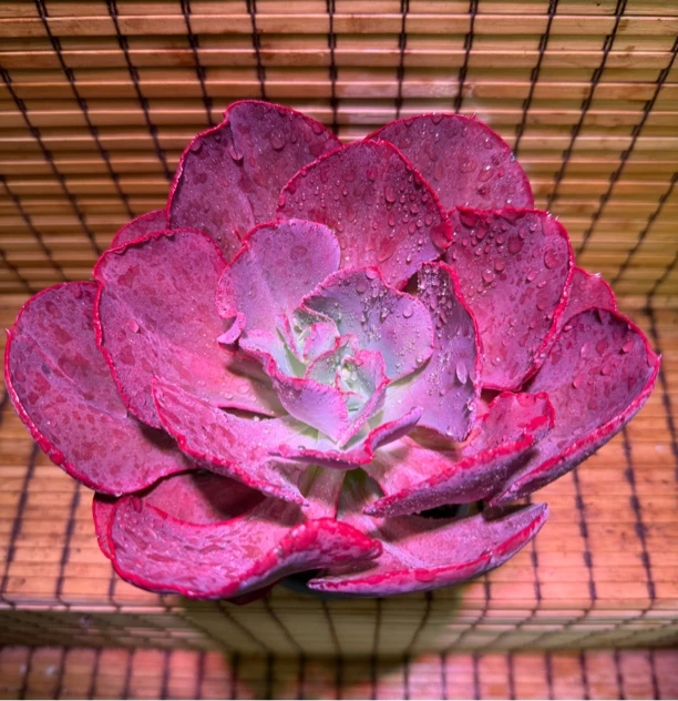 韩版初吻买一送一 老桩好养