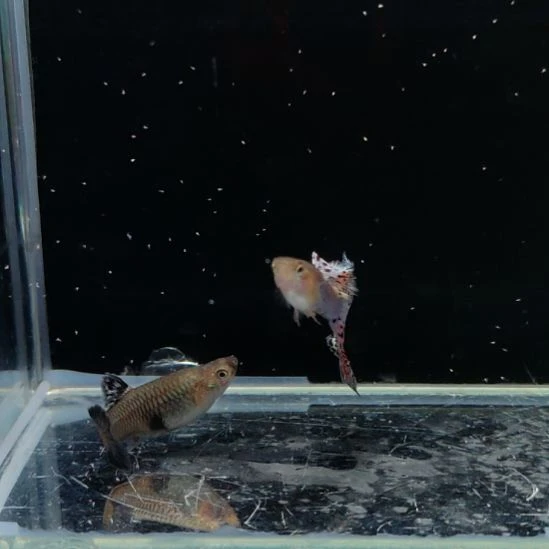 孔雀鱼新加蓝红尾一对