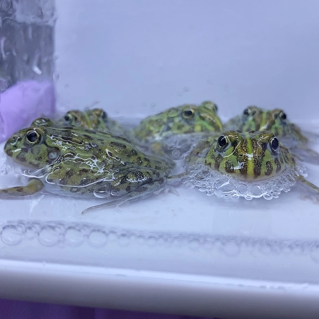 角蛙非牛一只4公分