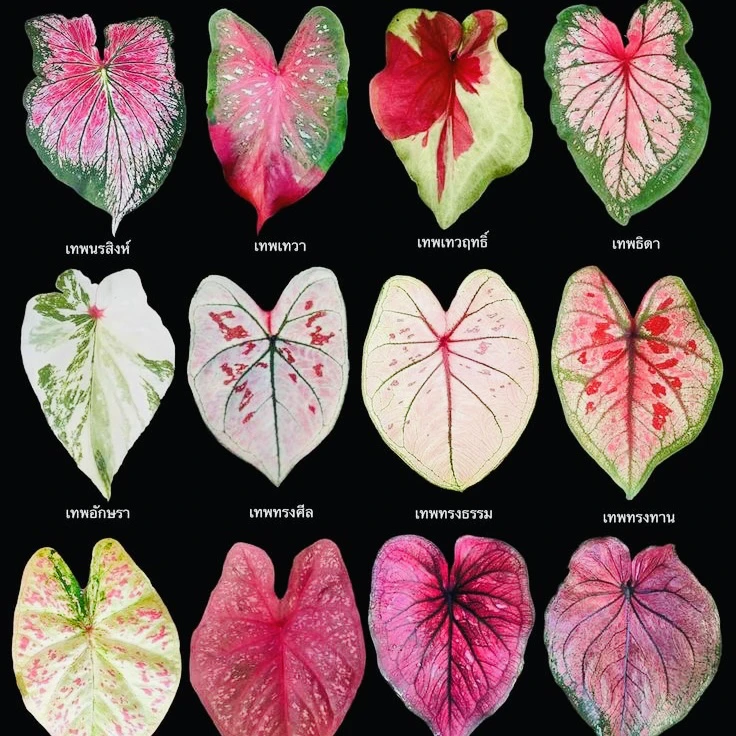 进口彩叶芋室内盆栽耐热多年生观叶类懒人植物，邮政空运
