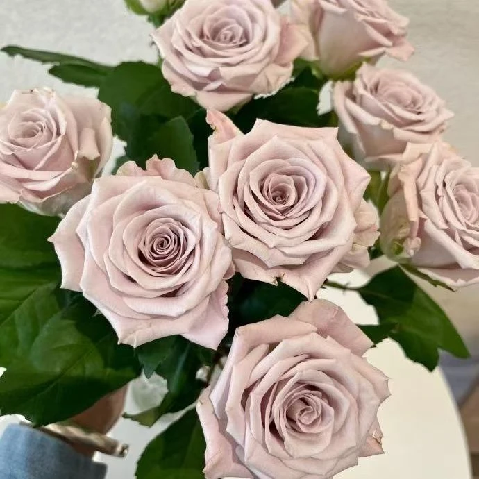 曼塔玫瑰花基地直发包成活 抗病能力强直立性好可做切花使用