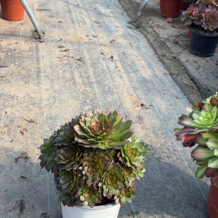 30红魔多肉多肉多肉