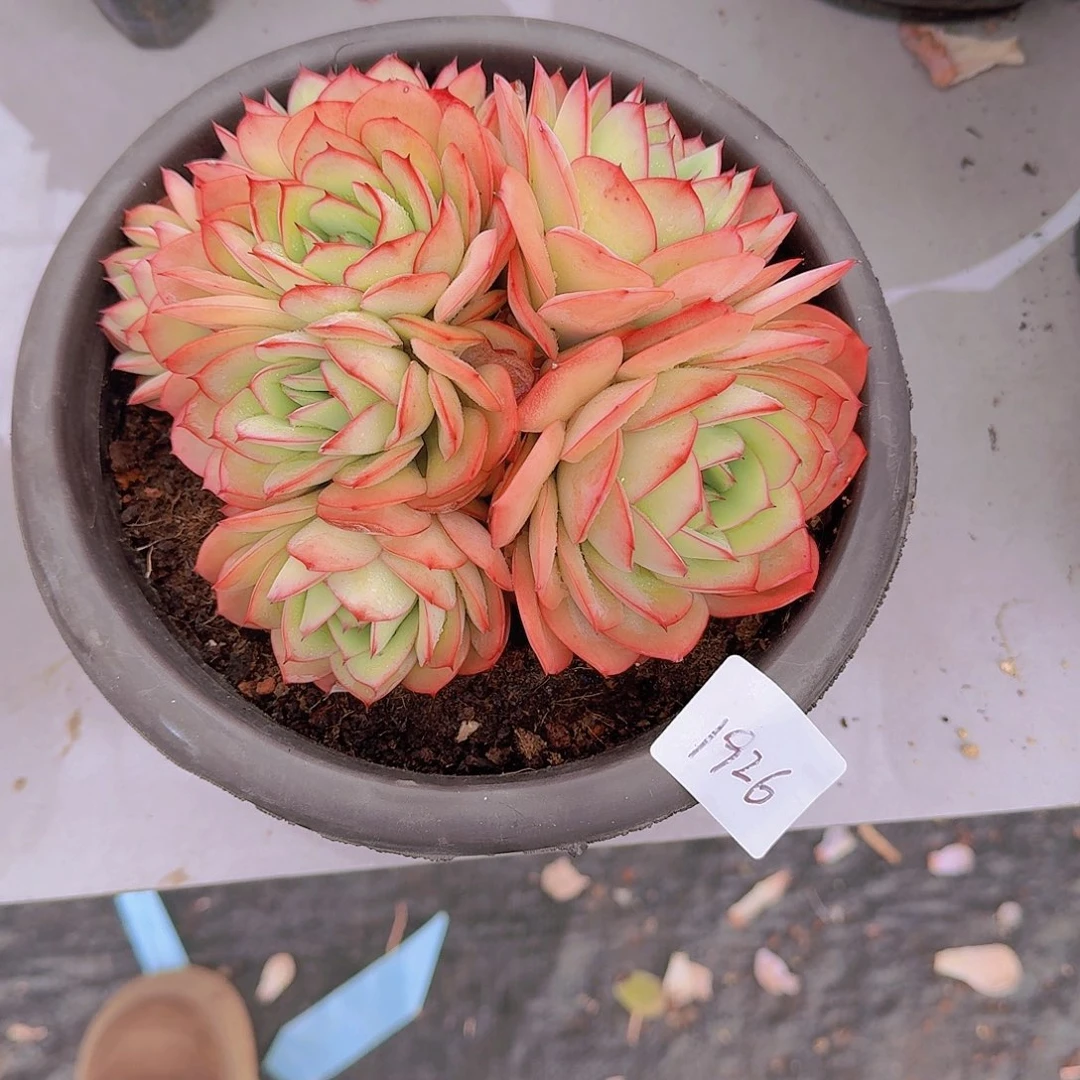 冉**1926牡丹亭多肉植物