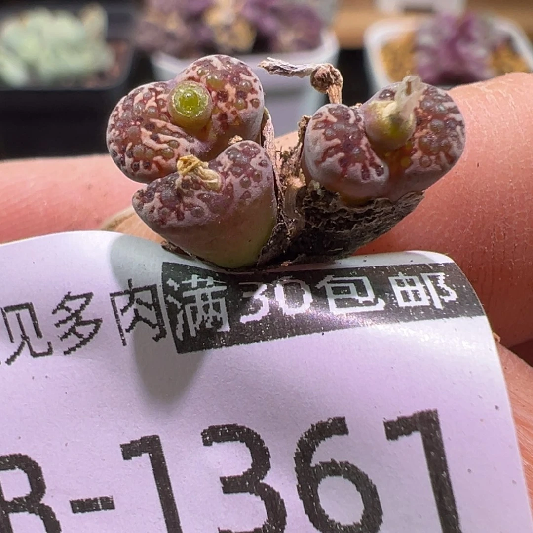 361 多肉植物1111111111111