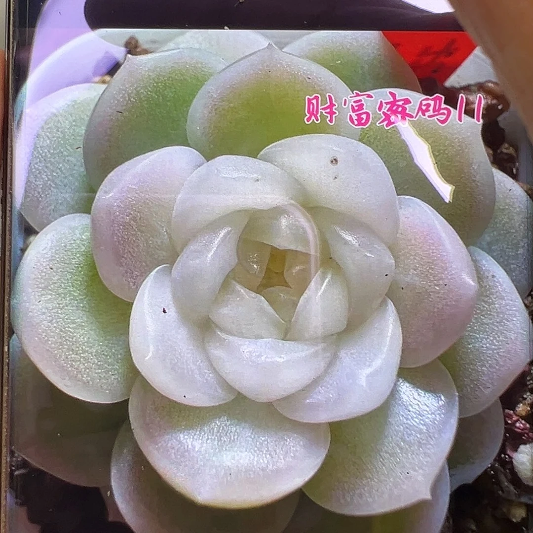 财富11状态图。