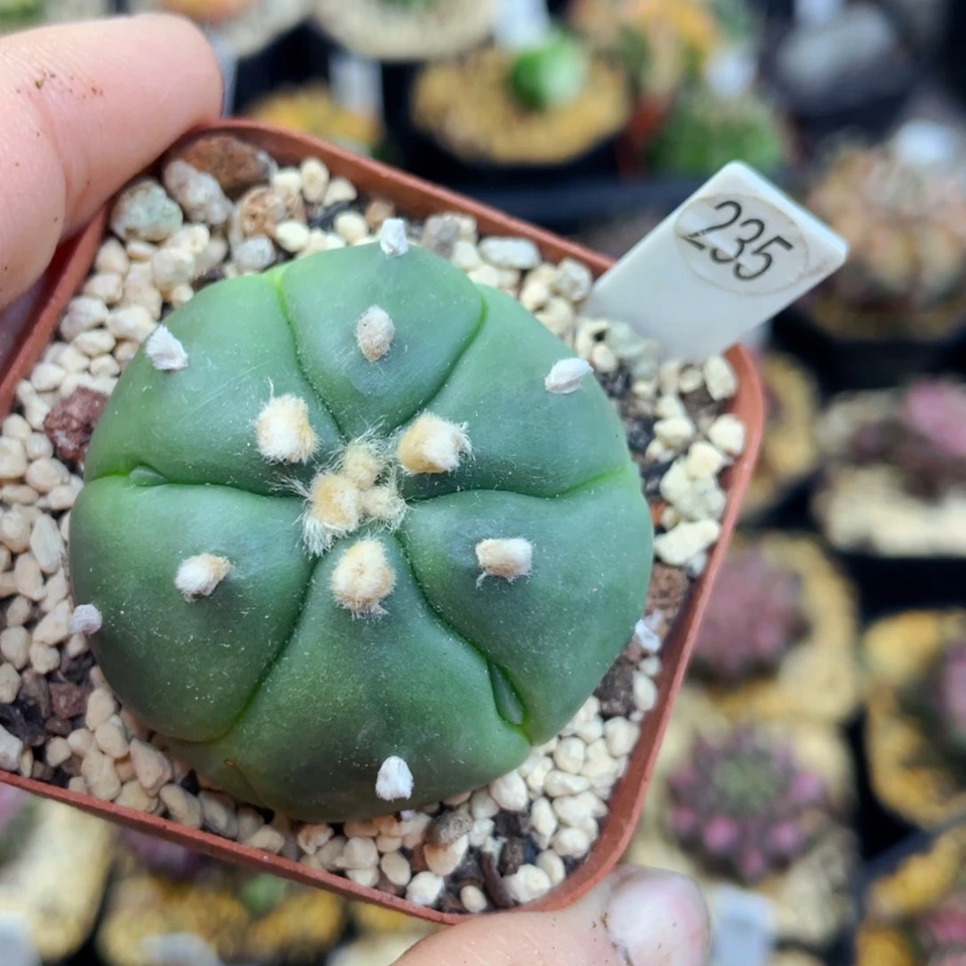 盆5公分满25包邮裸根发货