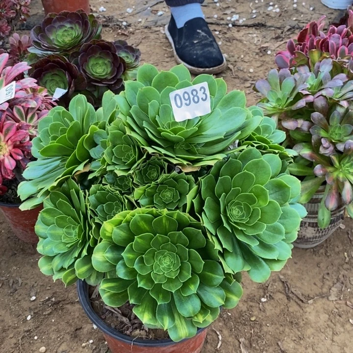 983绿玫瑰大手捧多肉