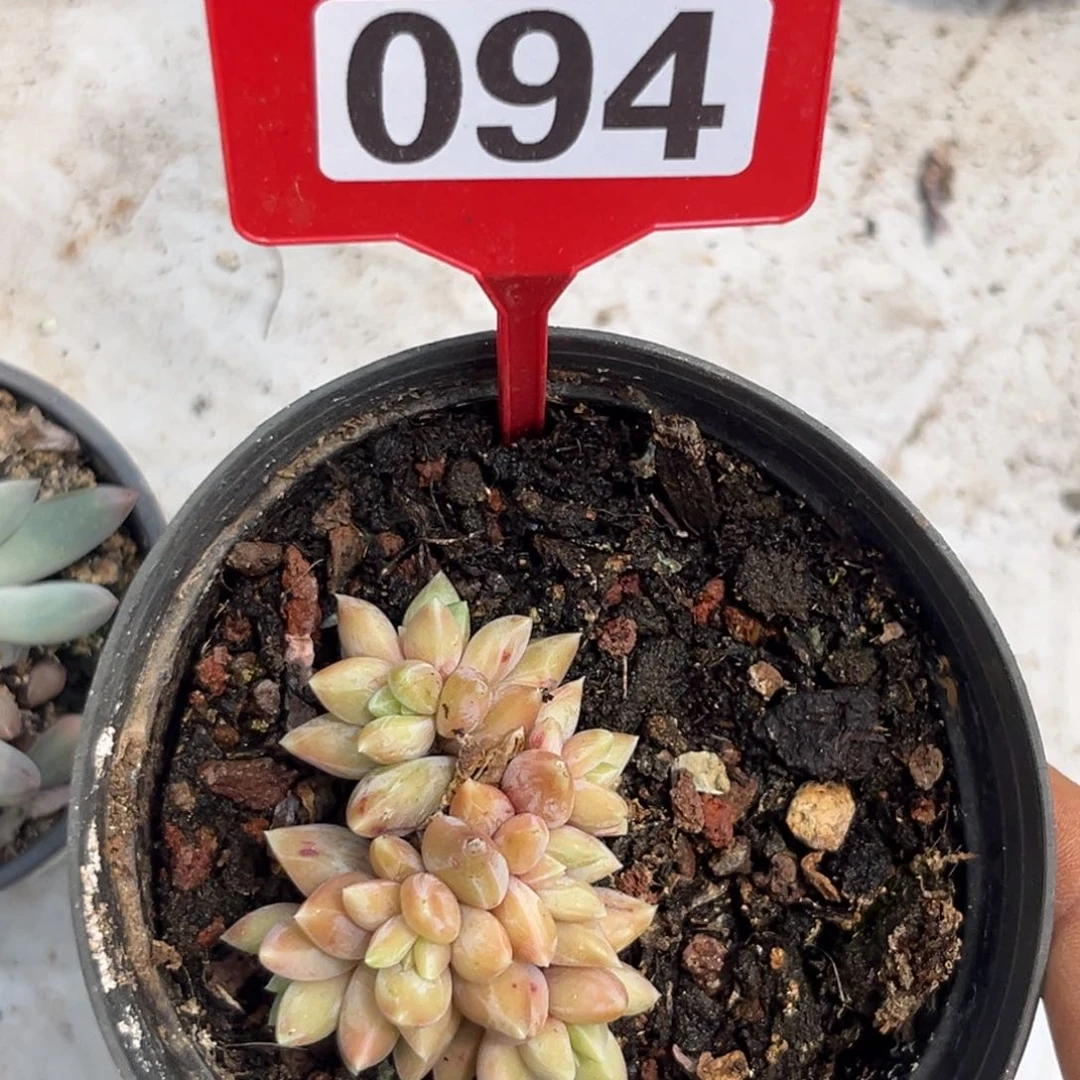 多肉植物重楼群094