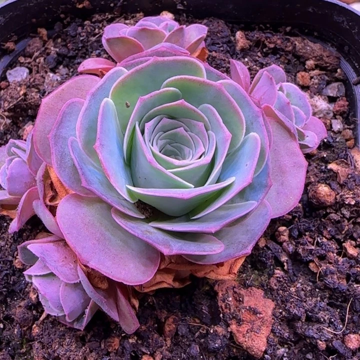 紫色6.5厘米1546467675767573