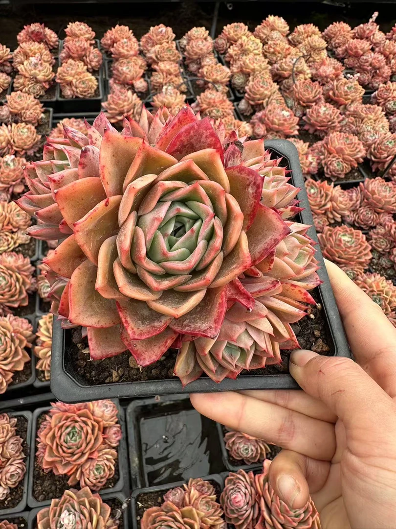 15#铁扇公主多肉植物 前男友精品多肉 SM0972