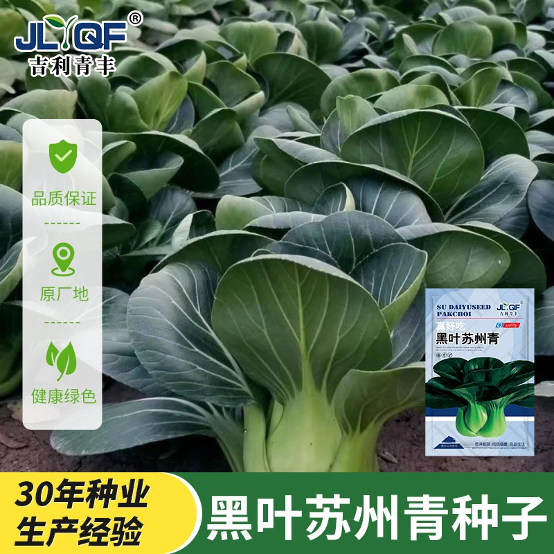【黑叶苏州青菜种子】青白菜籽大全矮脚油菜四季蔬菜种孑