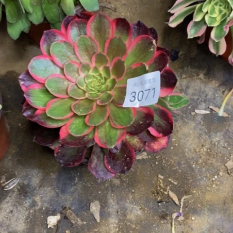 粉花妖多肉植物3071