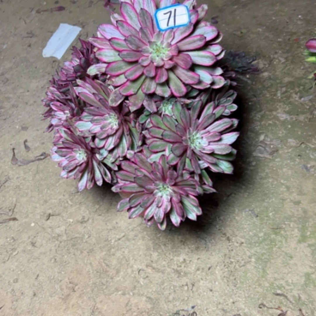 【闪购商品】多肉植物紫霞71