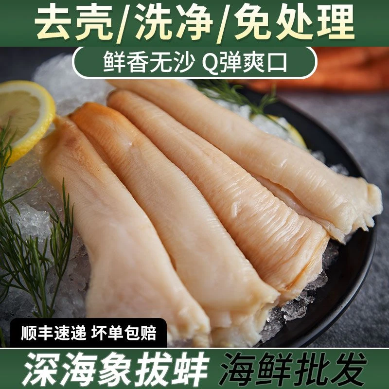 一斤无冰衣象拔蚌海鲜鲜活象牙蚌新鲜日料寿司食材刺身多规格顺丰