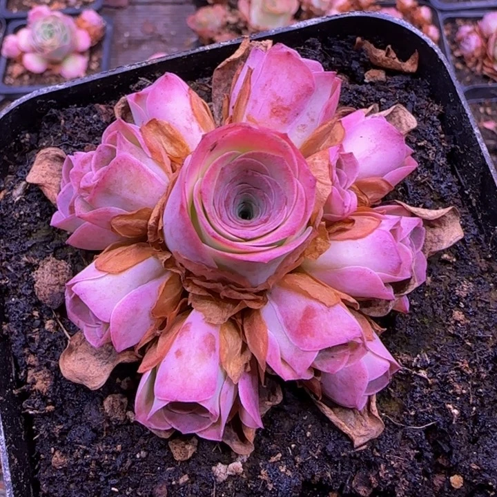 烟雨捧花1354564566