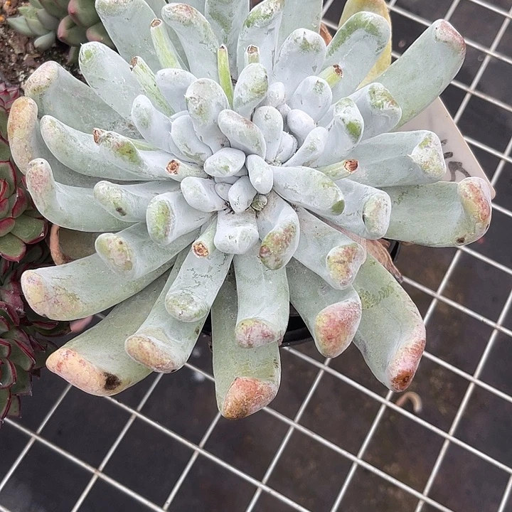 两单包邮，下午场115拇指