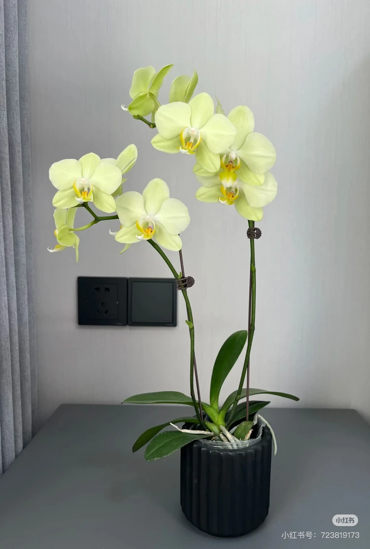 【卡利】3.0寸加高杯 安祖绿色花花