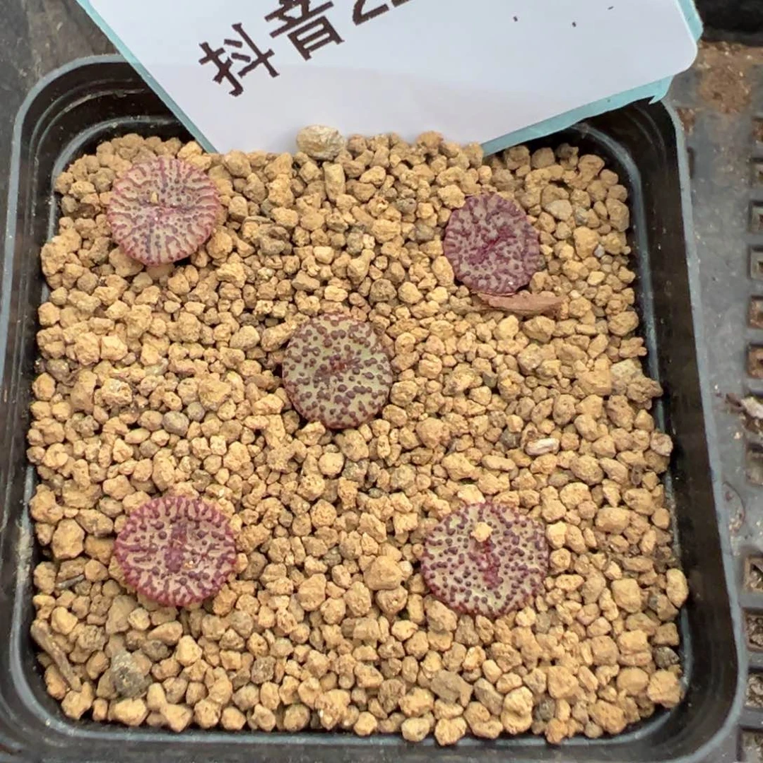 22-59霓虹安贞多肉