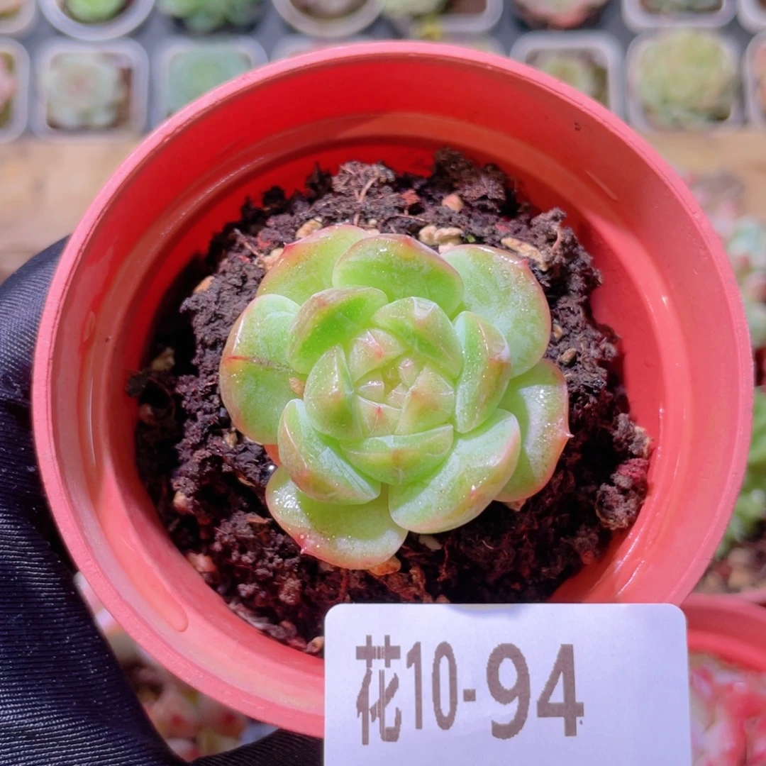 花利美10-94新品单头